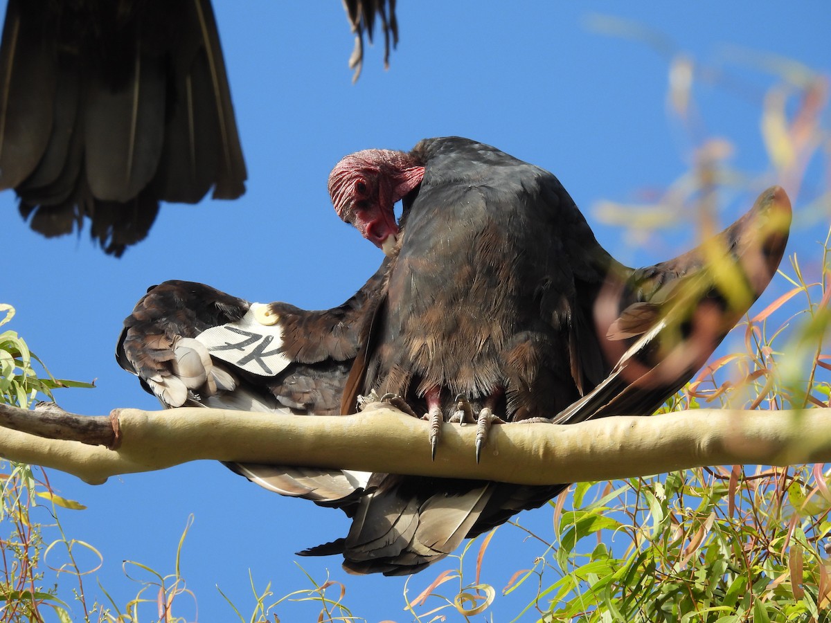 Turkey Vulture - ML642337511