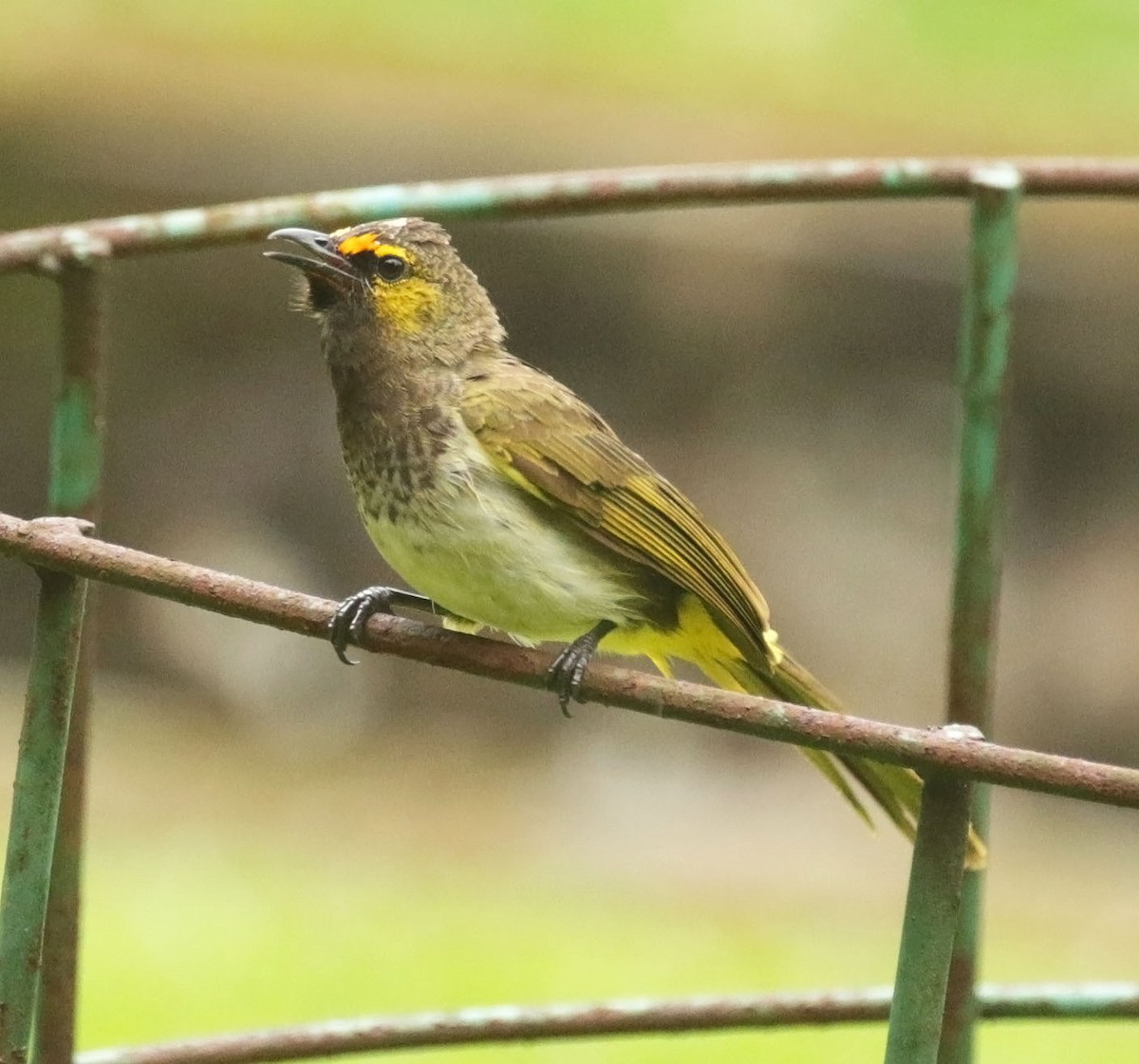 Orange-spotted Bulbul - ML642337516