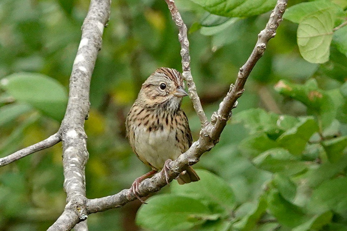Lincoln's Sparrow - ML642337518