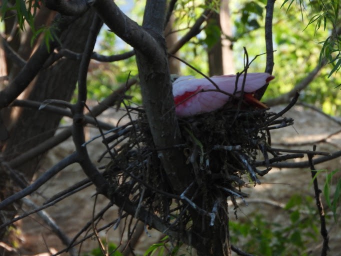 Roseate Spoonbill - ML642337524