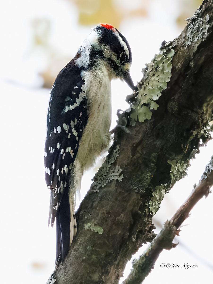 Downy Woodpecker - ML642337539