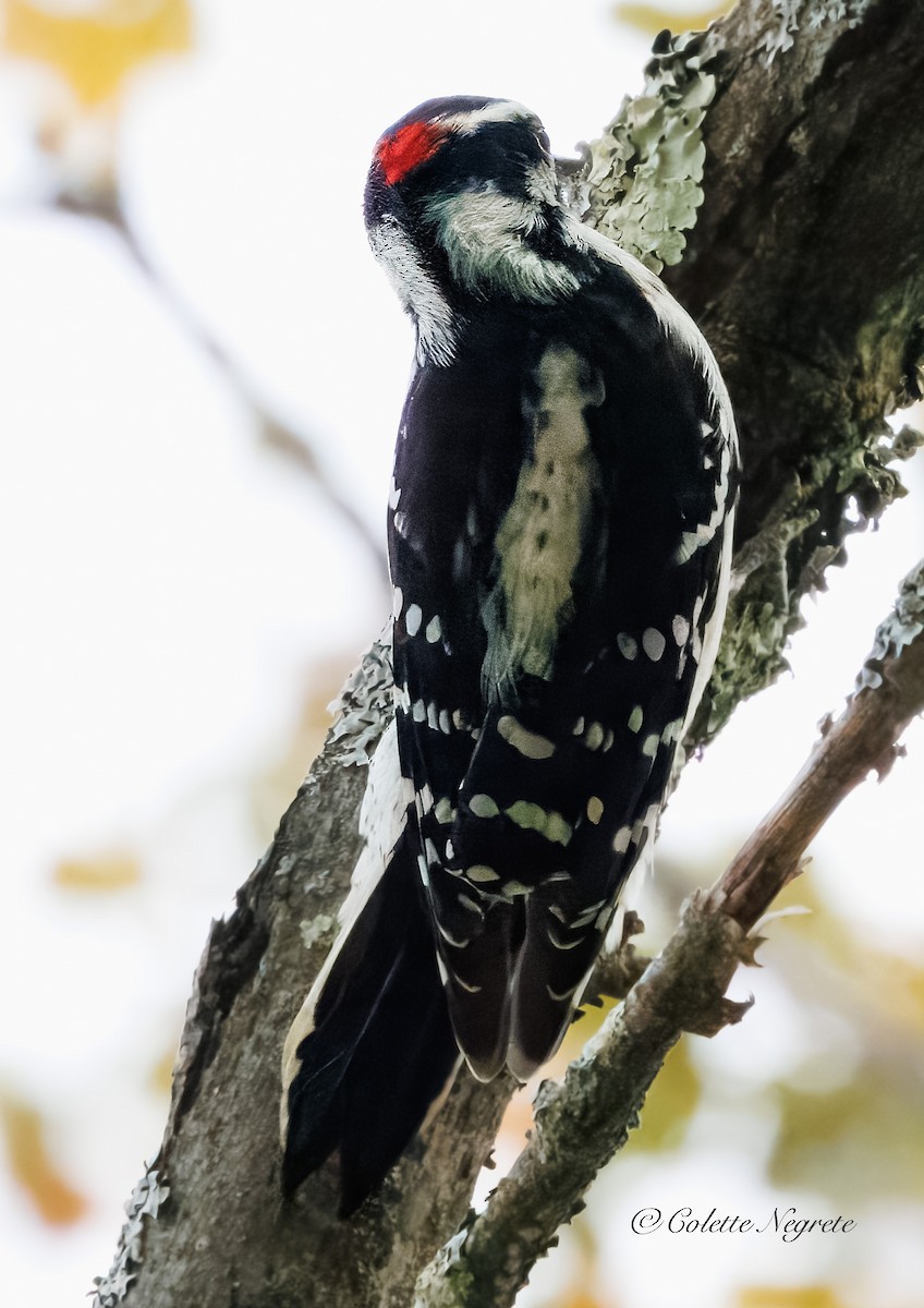 Downy Woodpecker - ML642337540
