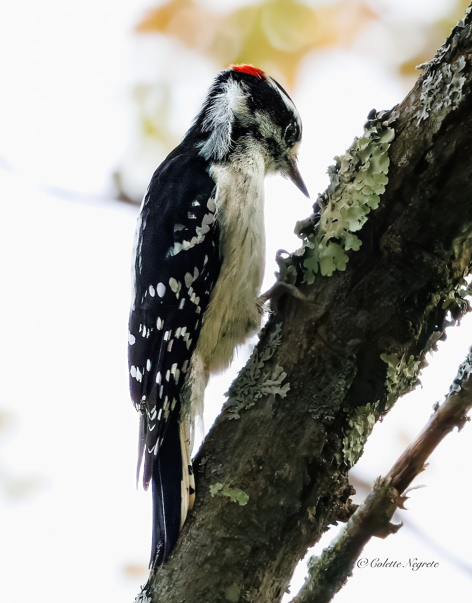 Downy Woodpecker - ML642337541