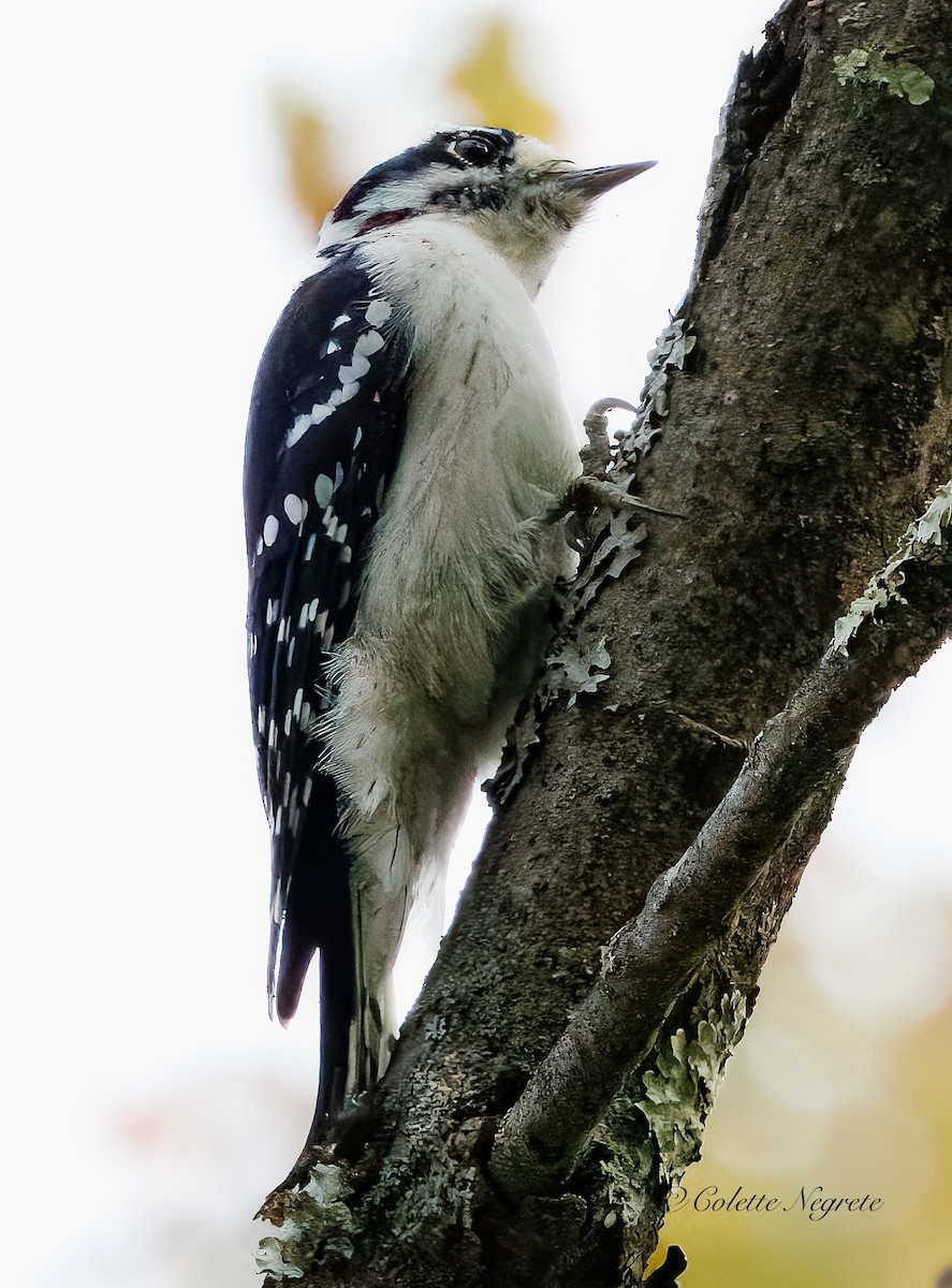 Downy Woodpecker - ML642337542