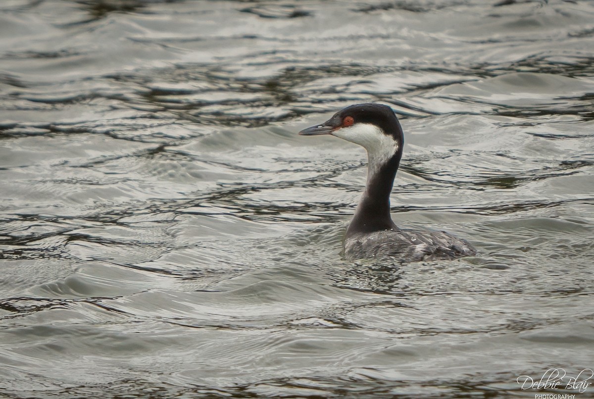 Horned Grebe - ML642337550