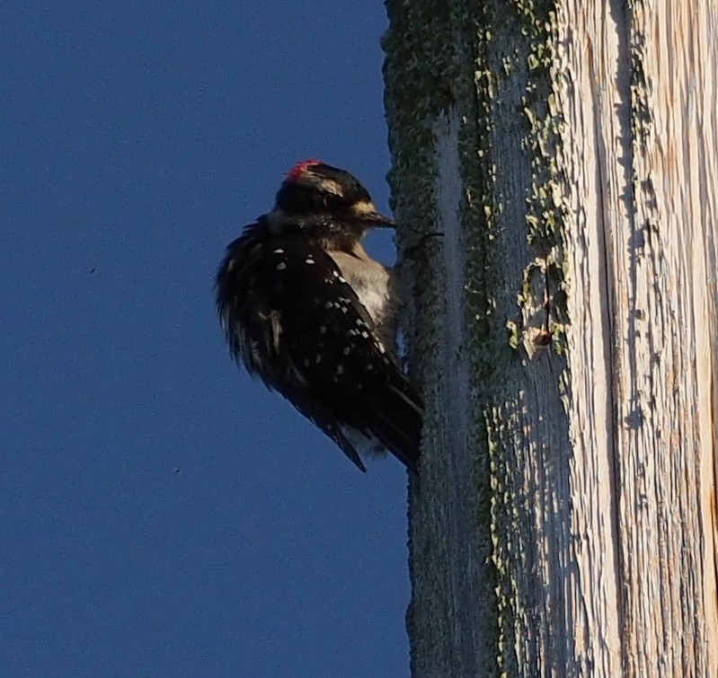 Downy Woodpecker (Pacific) - ML642337551