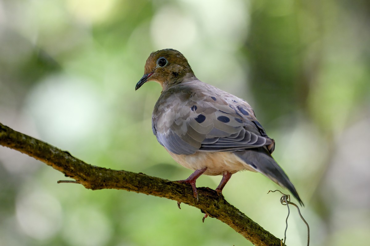 Mourning Dove - ML642337568