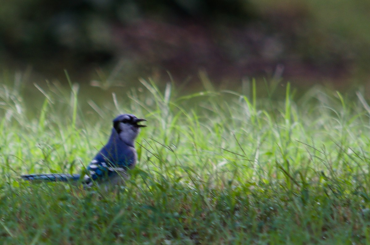 Blue Jay - ML642337631