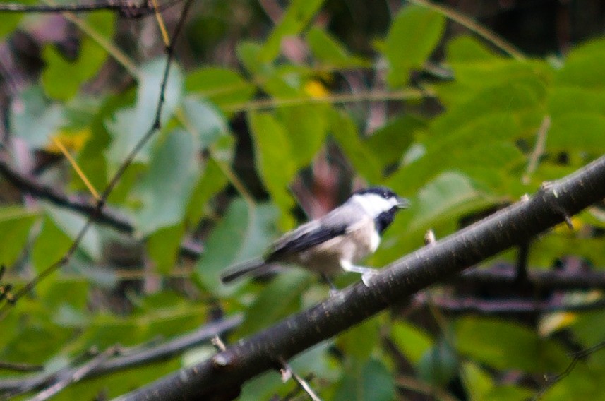 Carolina Chickadee - ML642337641