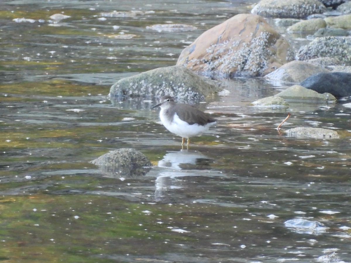 Spotted Sandpiper - ML642337647