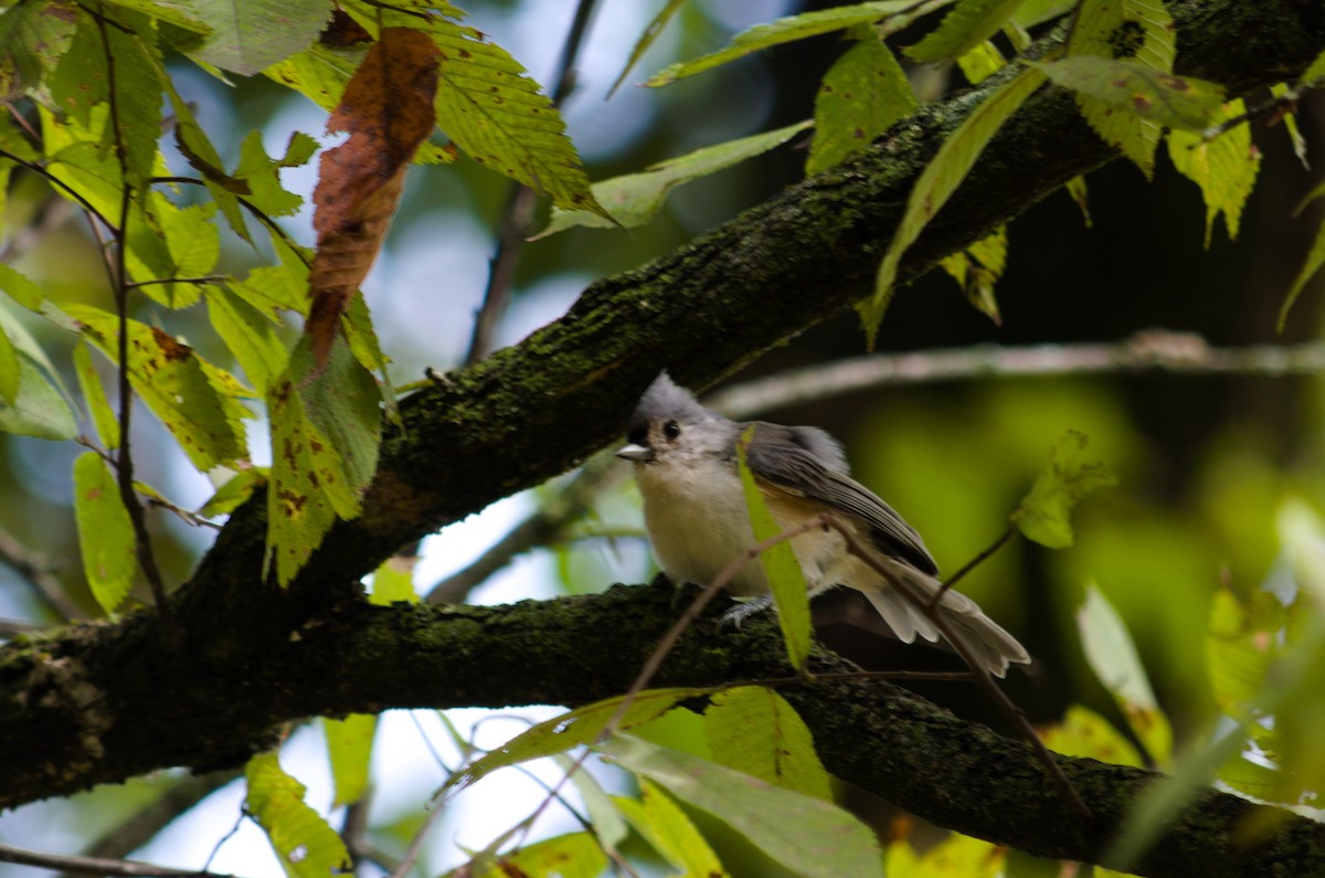 Tufted Titmouse - ML642337648