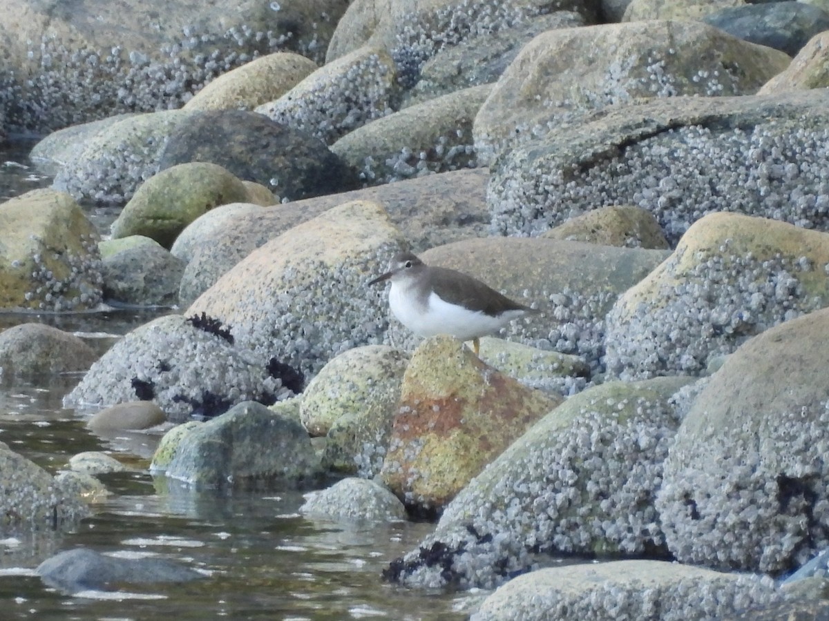 Spotted Sandpiper - ML642337653