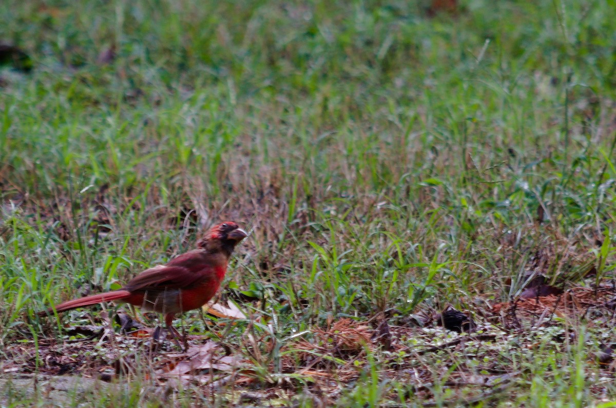 Northern Cardinal - ML642337656