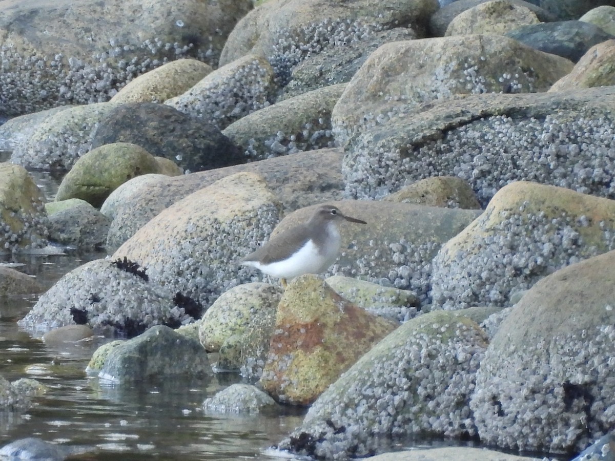 Spotted Sandpiper - ML642337676