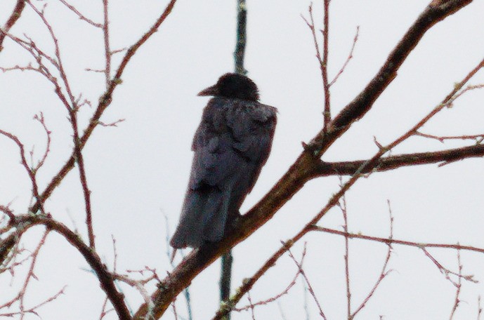 American Crow - ML642337677