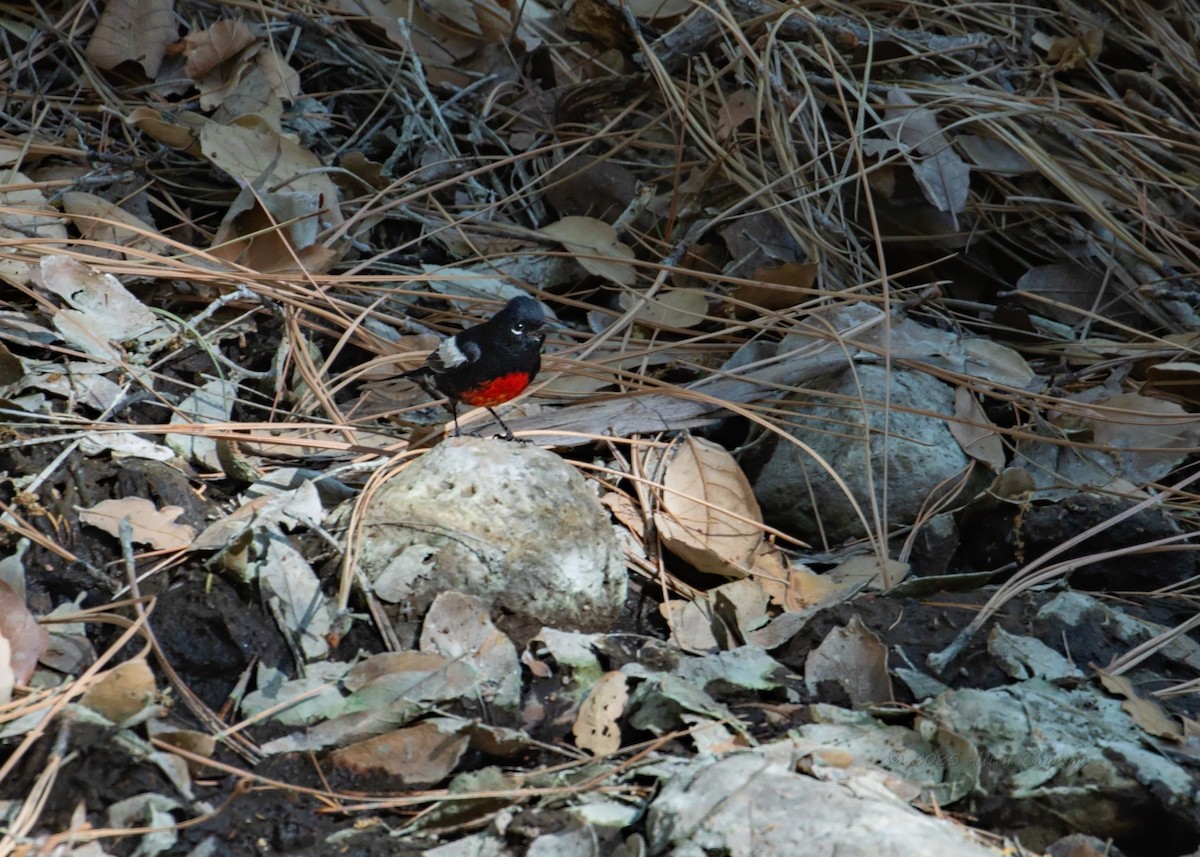 Painted Redstart - ML642337684