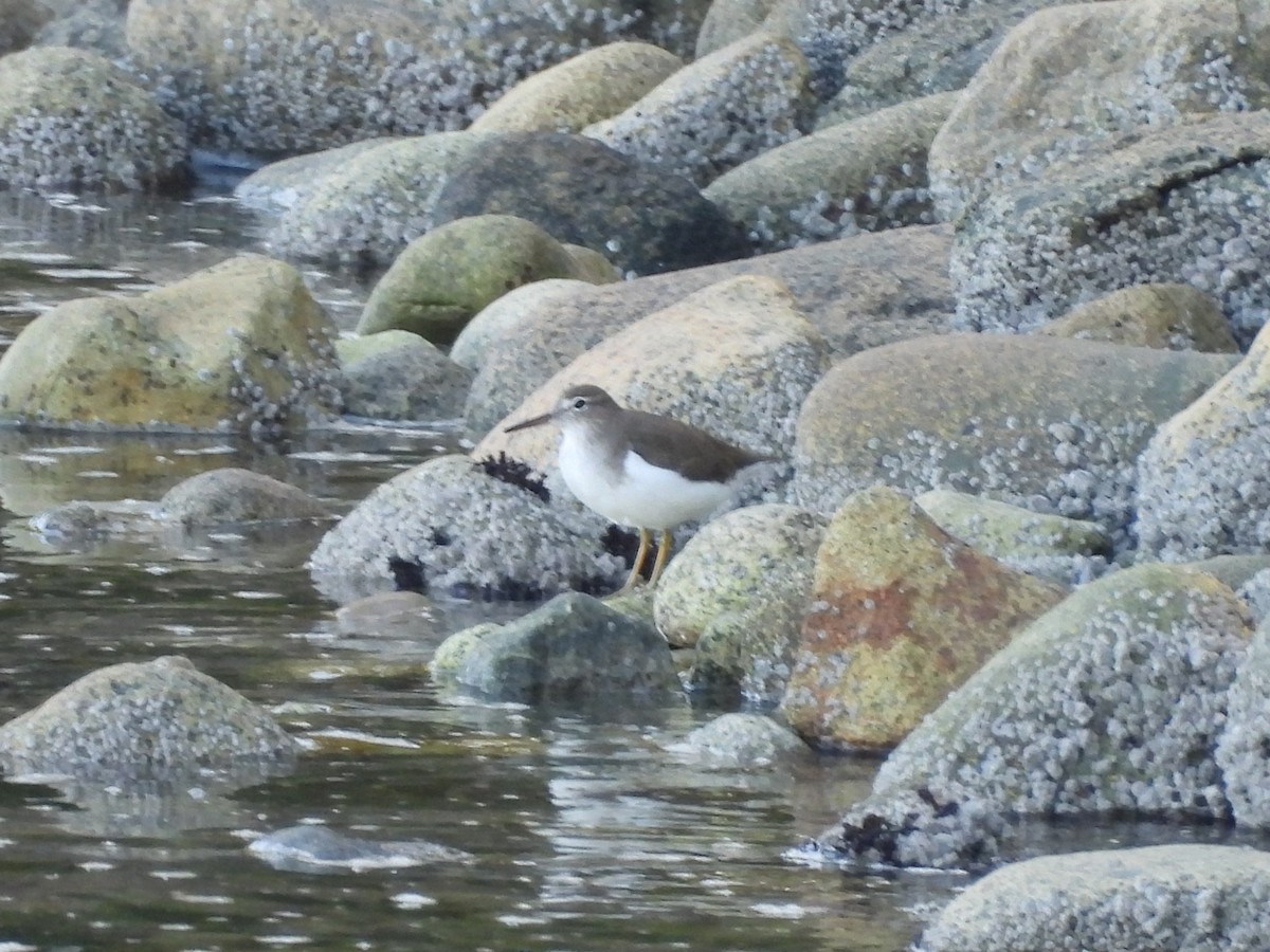 Spotted Sandpiper - ML642337690