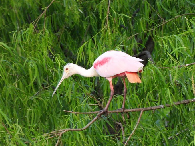 Roseate Spoonbill - ML642337715