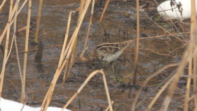Common Snipe - ML642337760