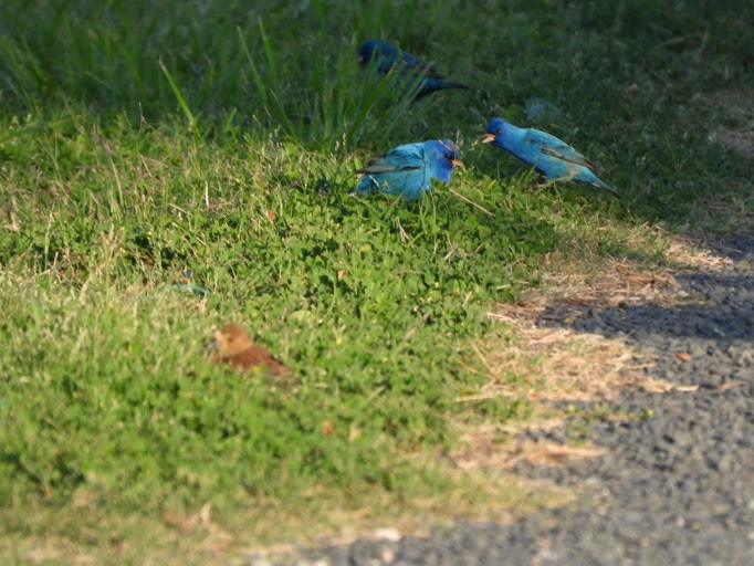 Indigo Bunting - ML642337785