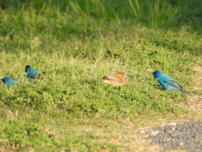 Indigo Bunting - ML642337788