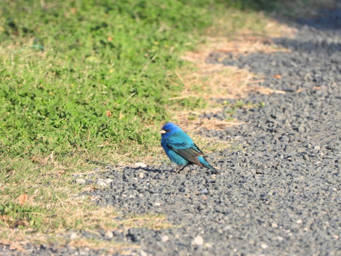 Indigo Bunting - ML642337793