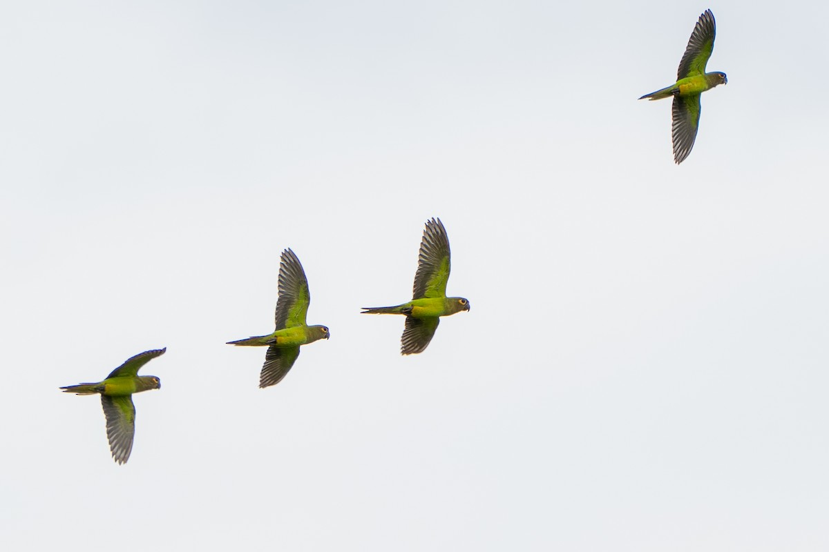 Brown-throated Parakeet - ML642337798