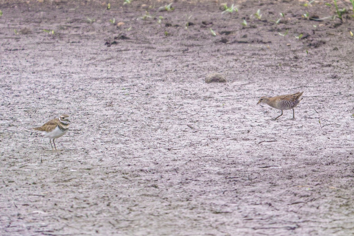 Killdeer - ML642337804