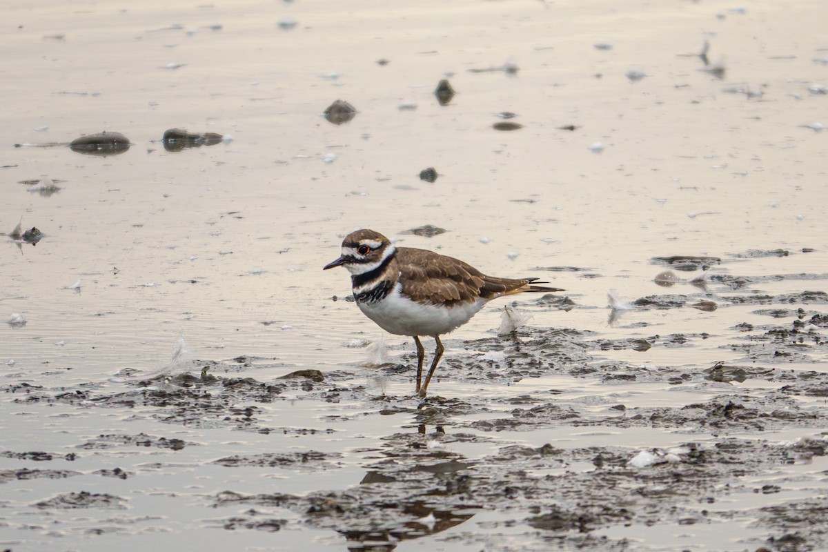 Killdeer - ML642337805