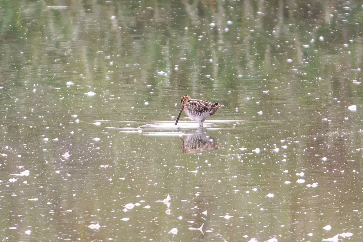 Wilson's Snipe - ML642337812