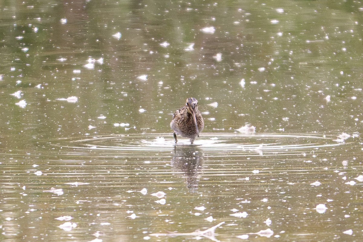 Wilson's Snipe - ML642337813
