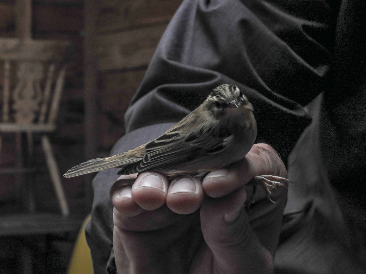Sedge Warbler - ML642337819