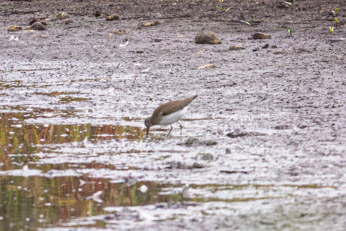Solitary Sandpiper - ML642337820