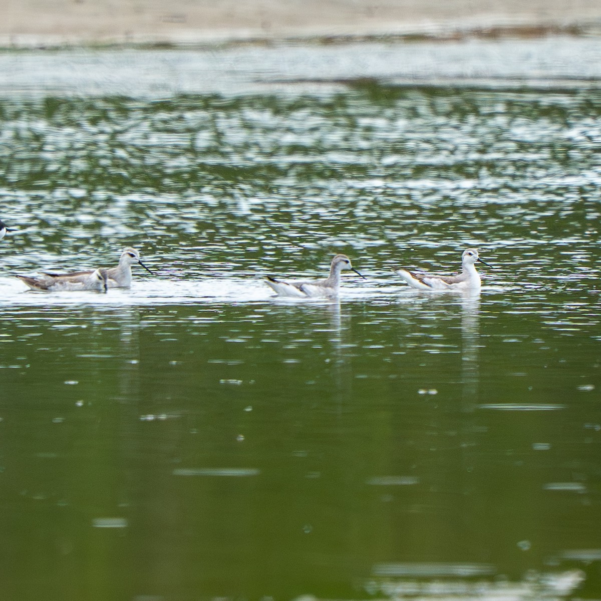 hvithalesvømmesnipe - ML642337821