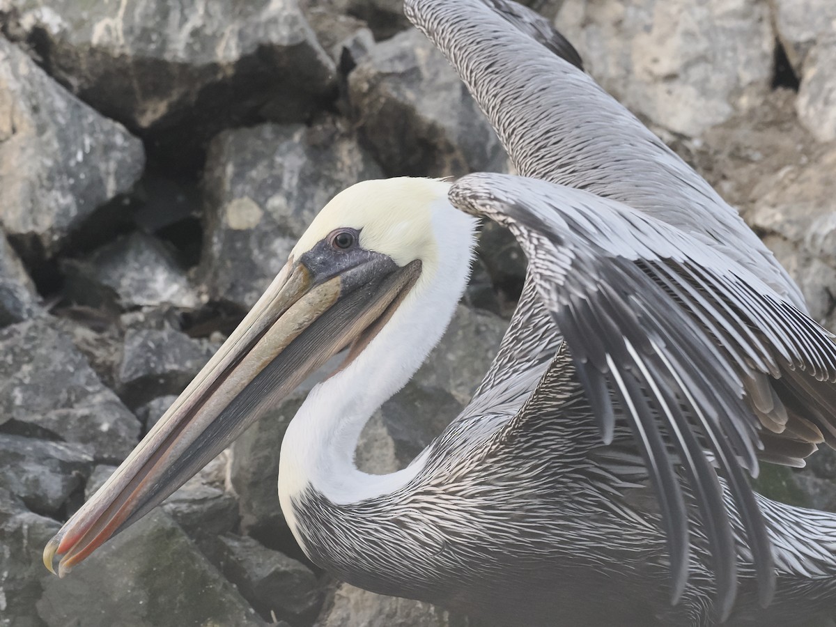 Brown Pelican (California) - ML642337823