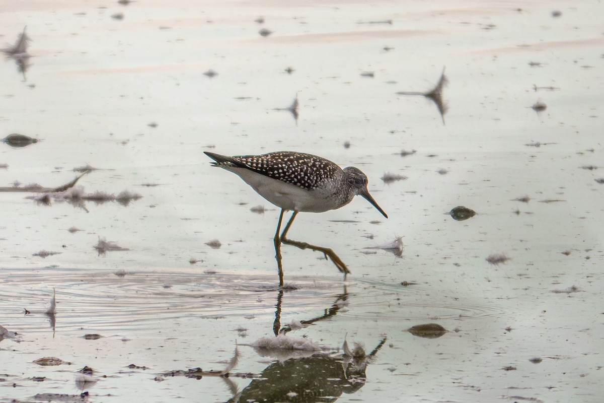 Greater Yellowlegs - ML642337827