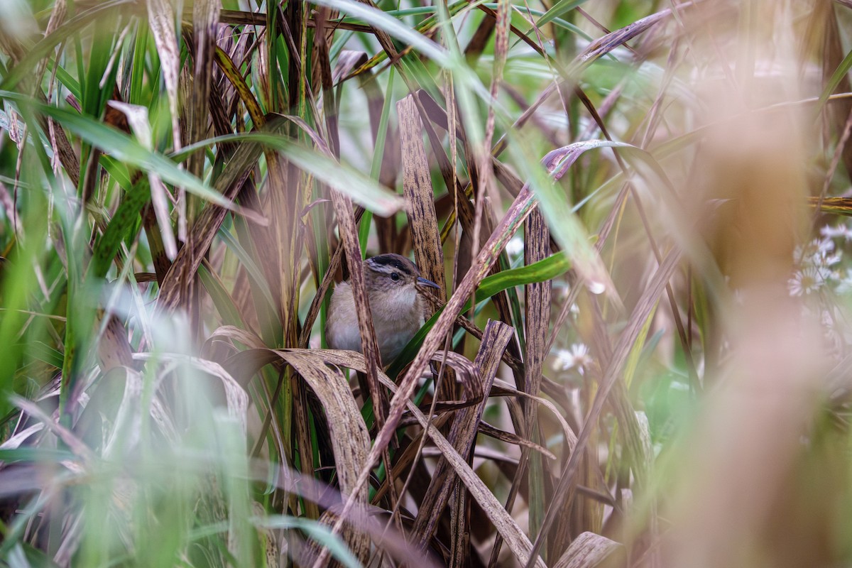 Marsh Wren - ML642337839