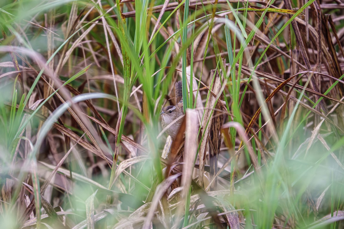 Marsh Wren - ML642337840