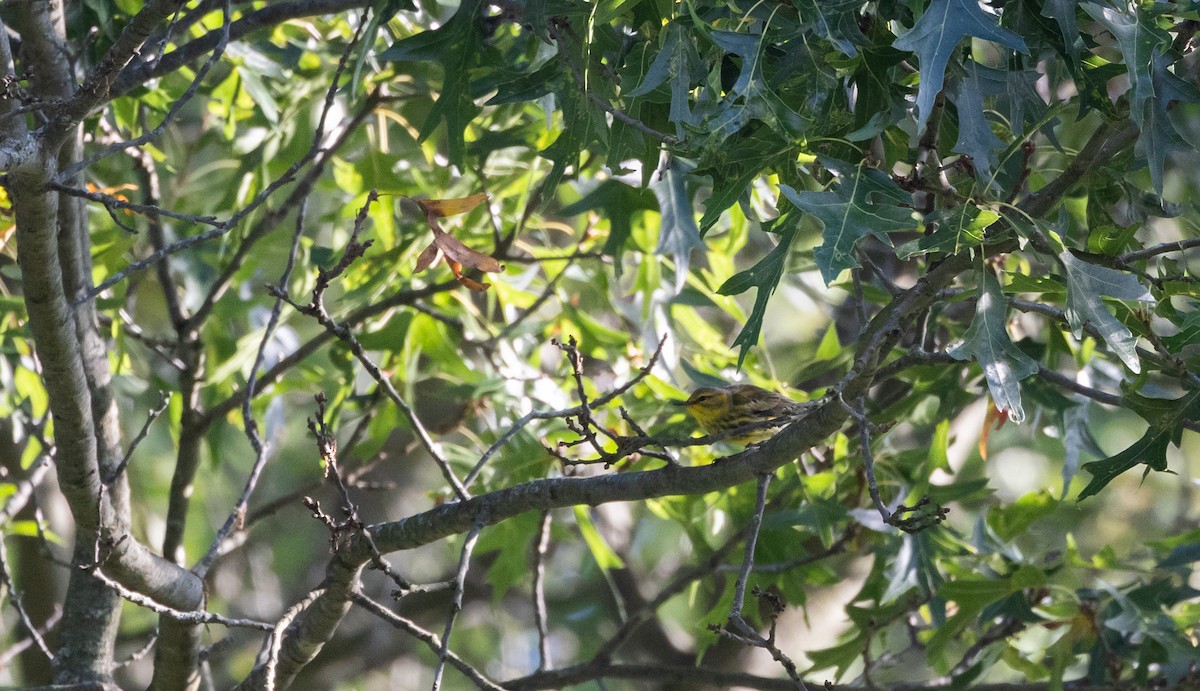 Cape May Warbler - ML642337878