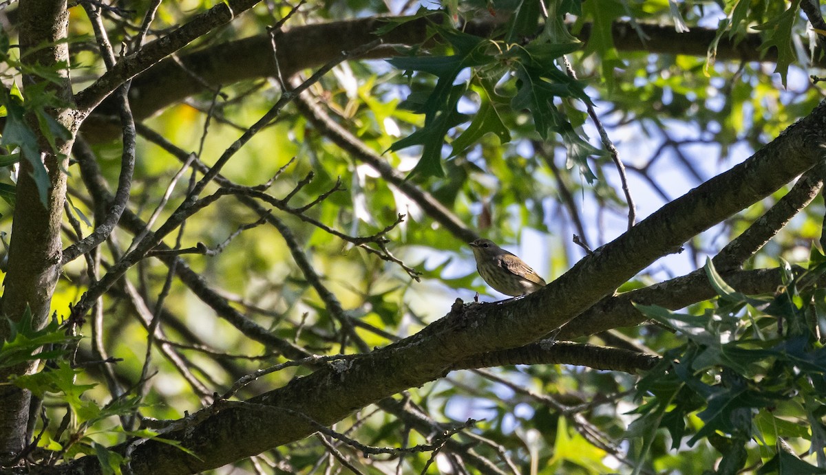 Cape May Warbler - ML642337879