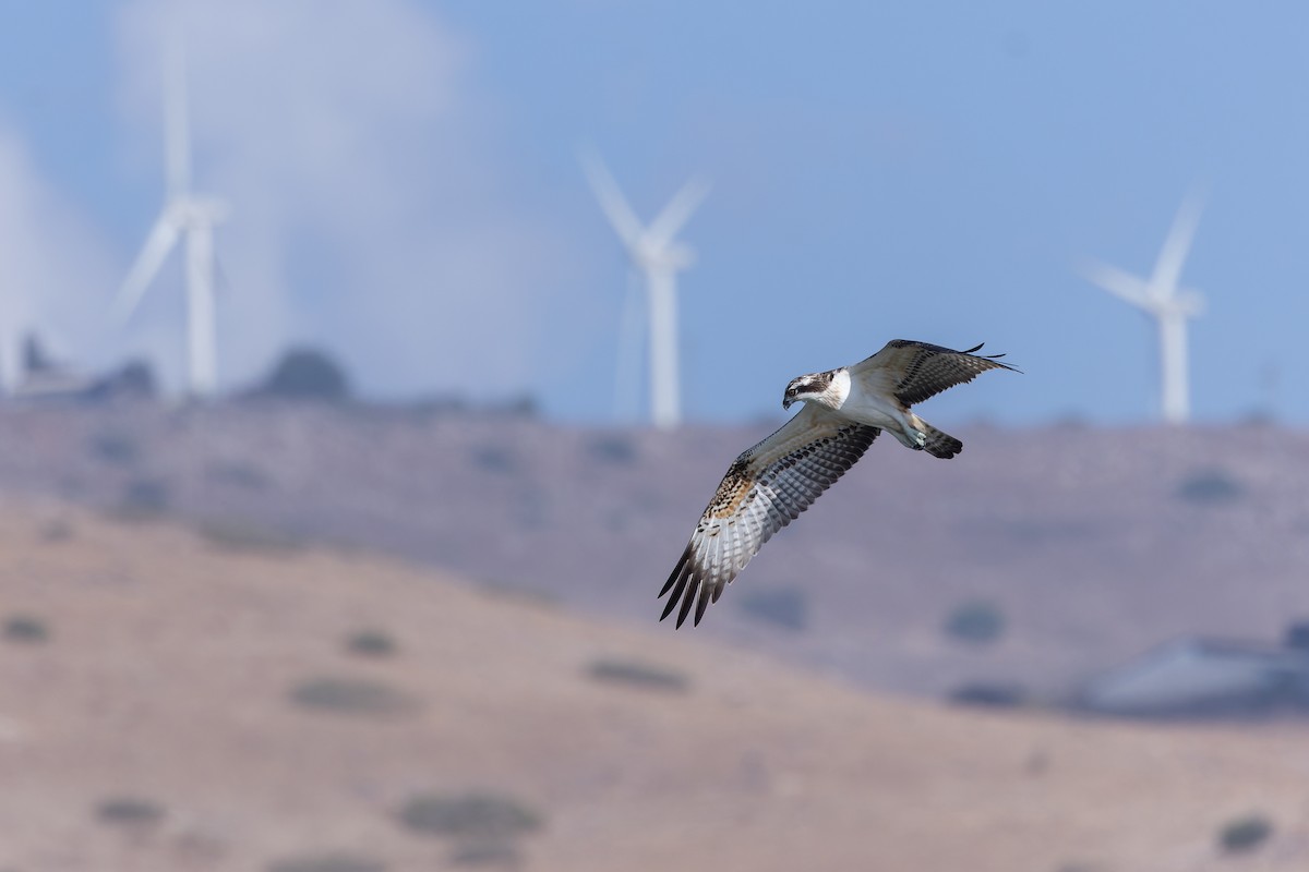 Osprey - ML642337880