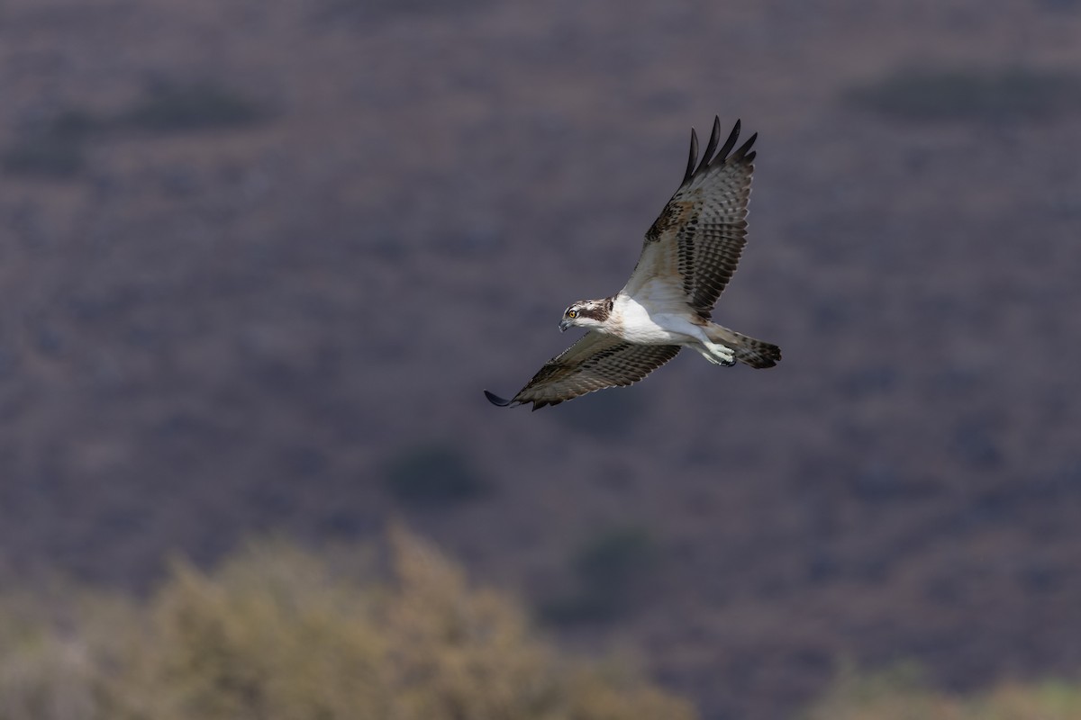 Osprey - ML642337881