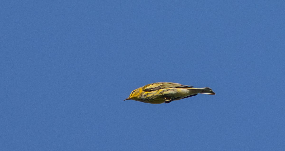 Cape May Warbler - ML642337884
