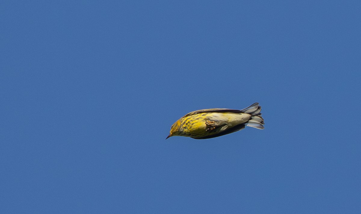 Cape May Warbler - ML642337885