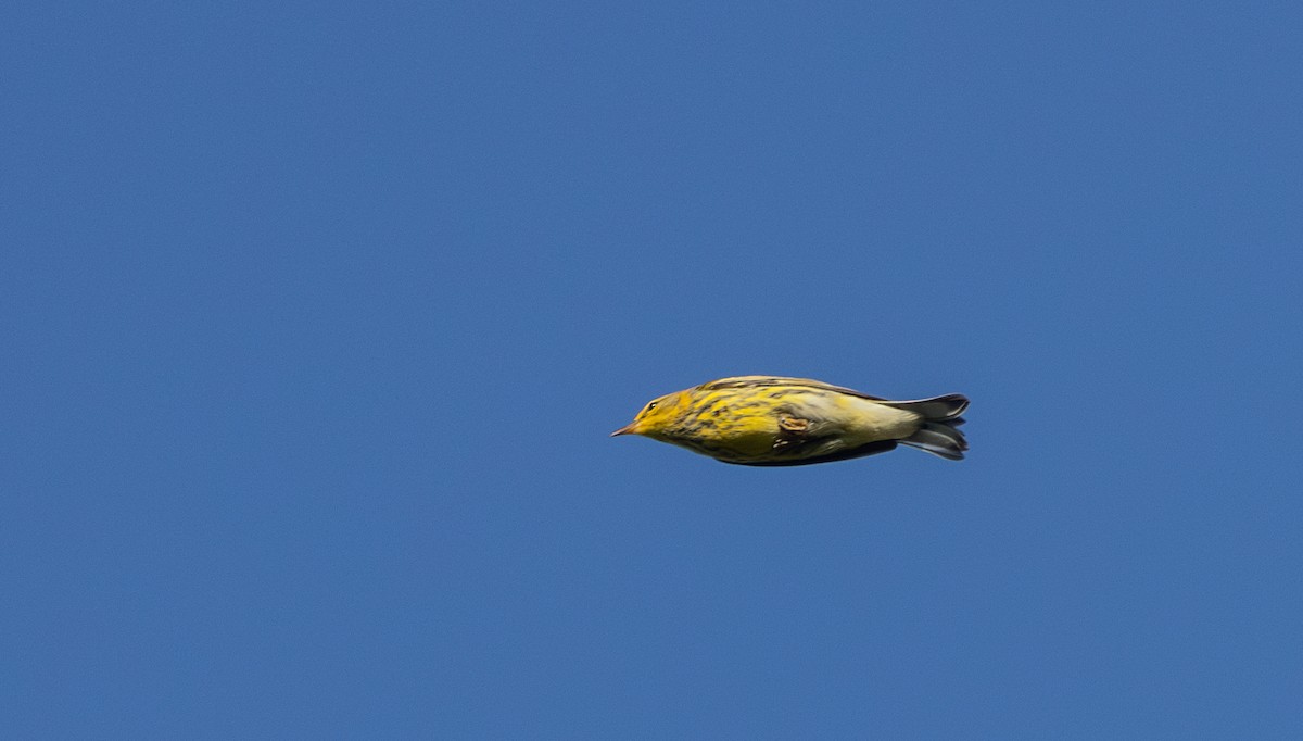 Cape May Warbler - ML642337886