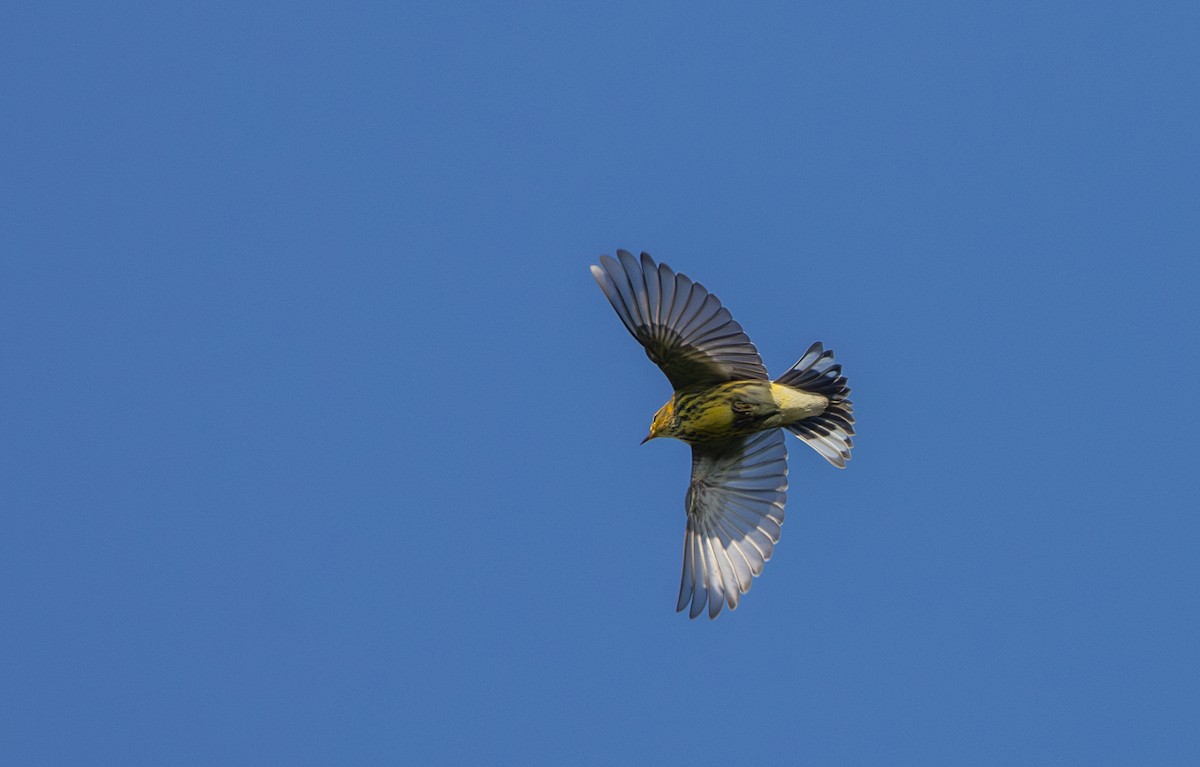 Cape May Warbler - ML642337887