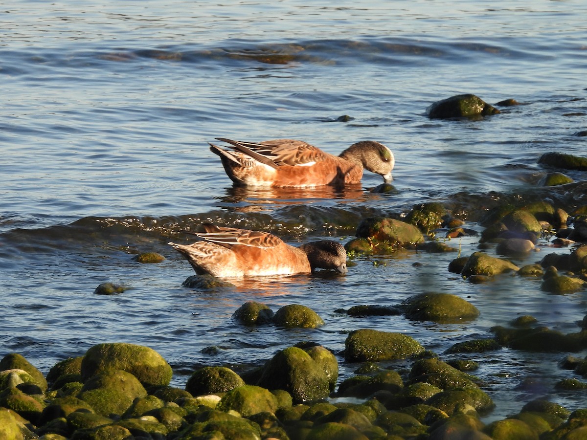 American Wigeon - ML642337888