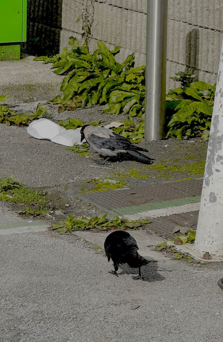 Hooded Crow - ML642337889