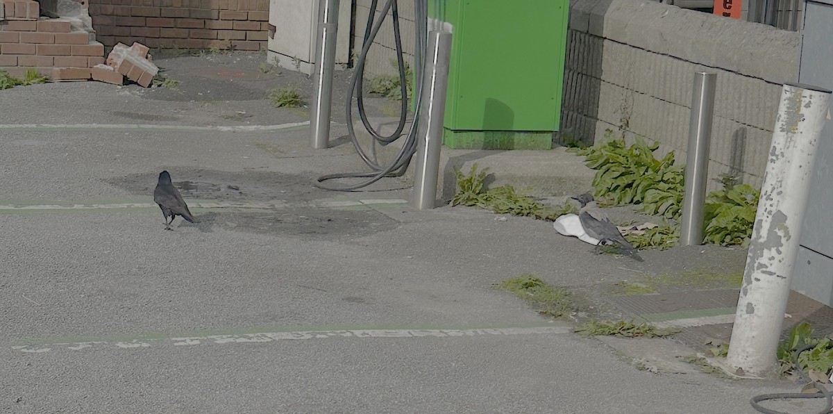 Hooded Crow - ML642337890