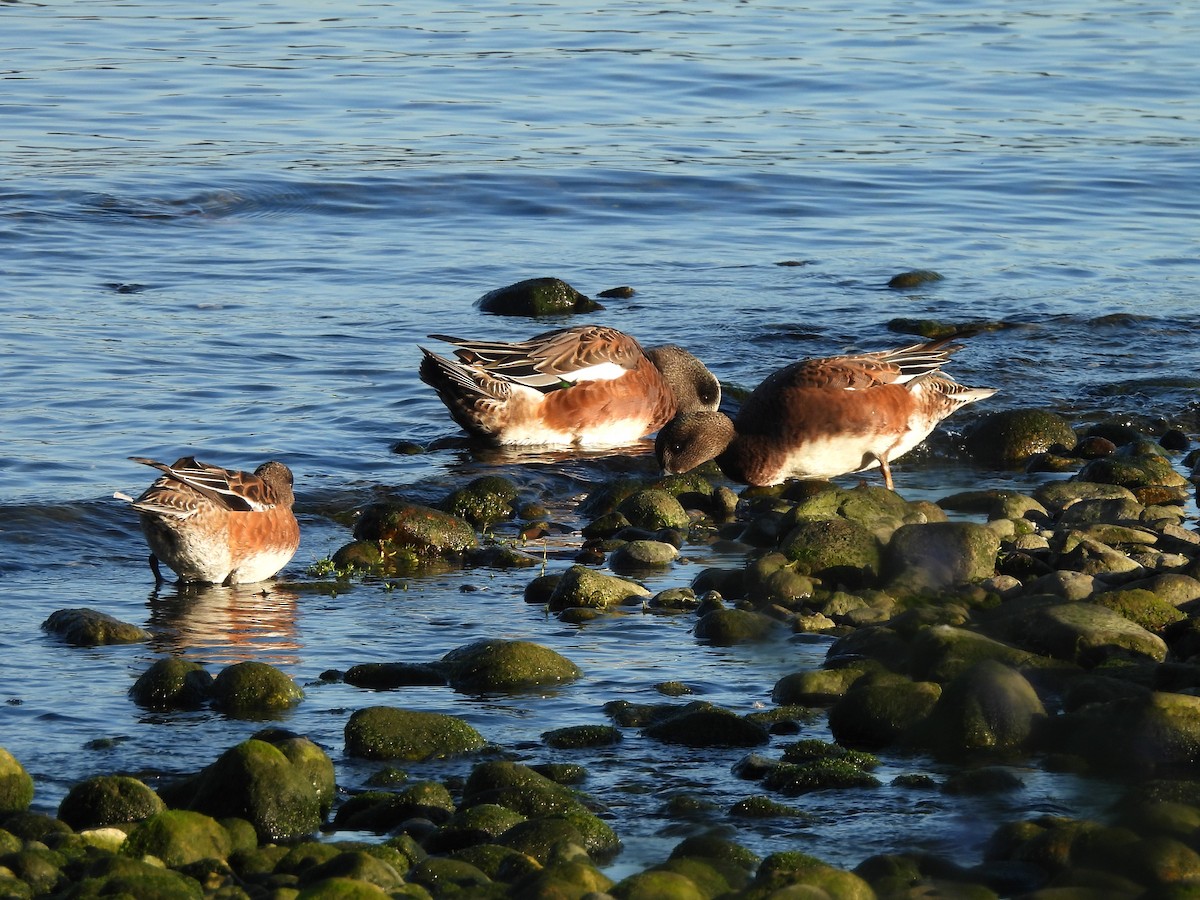 American Wigeon - ML642337891